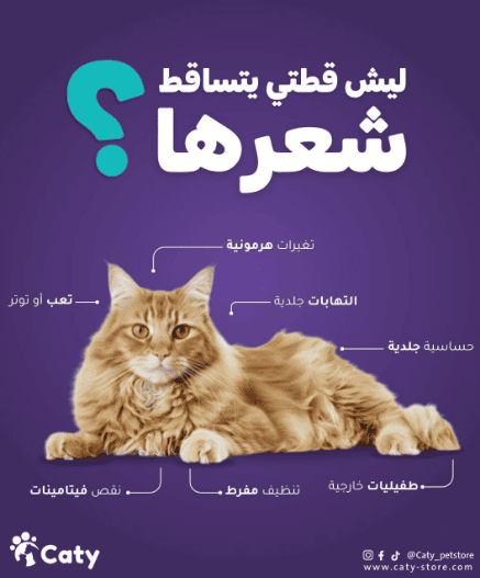 مستلزمات اليفك من كاتي